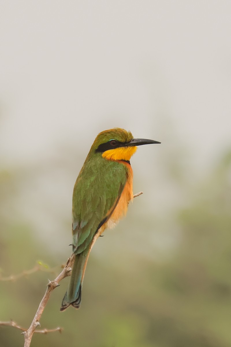 Little Bee-eater - ML621429087