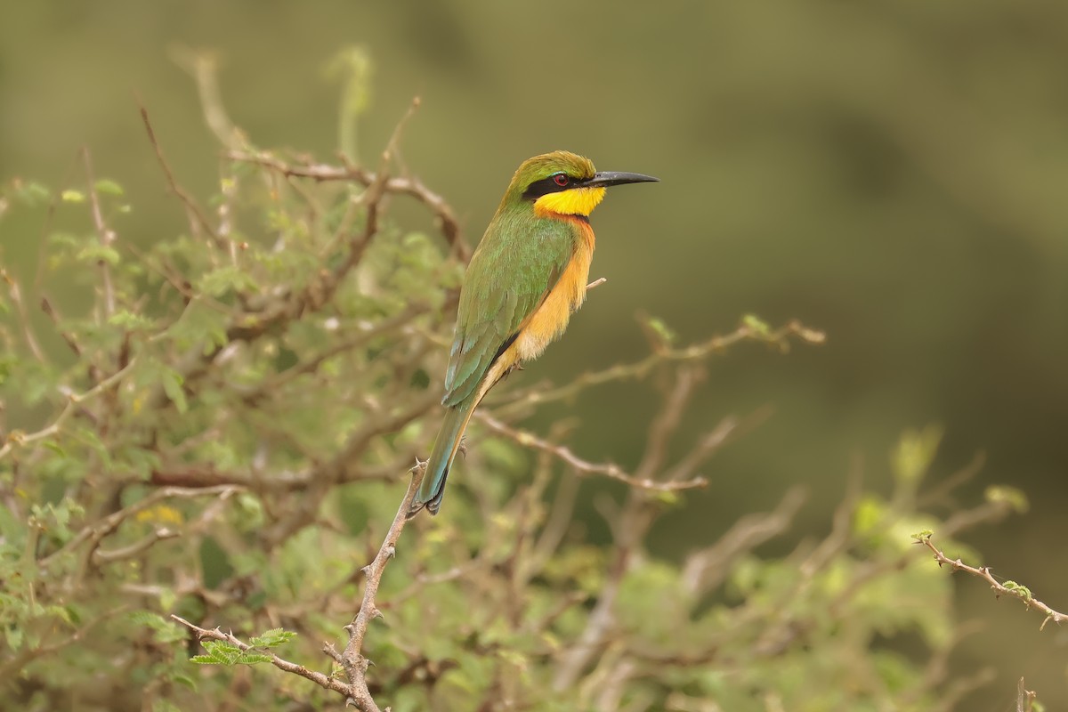 Little Bee-eater - ML621429088