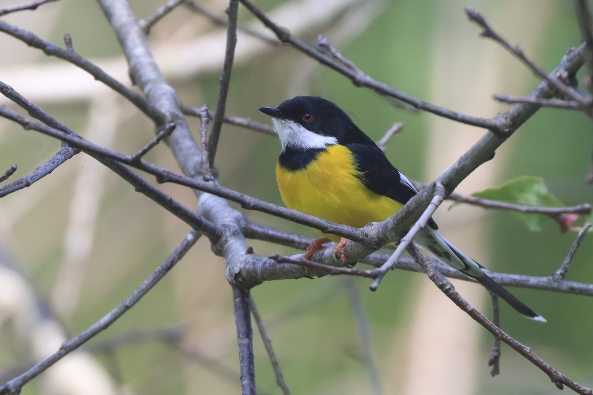 White-winged Apalis - ML621429097