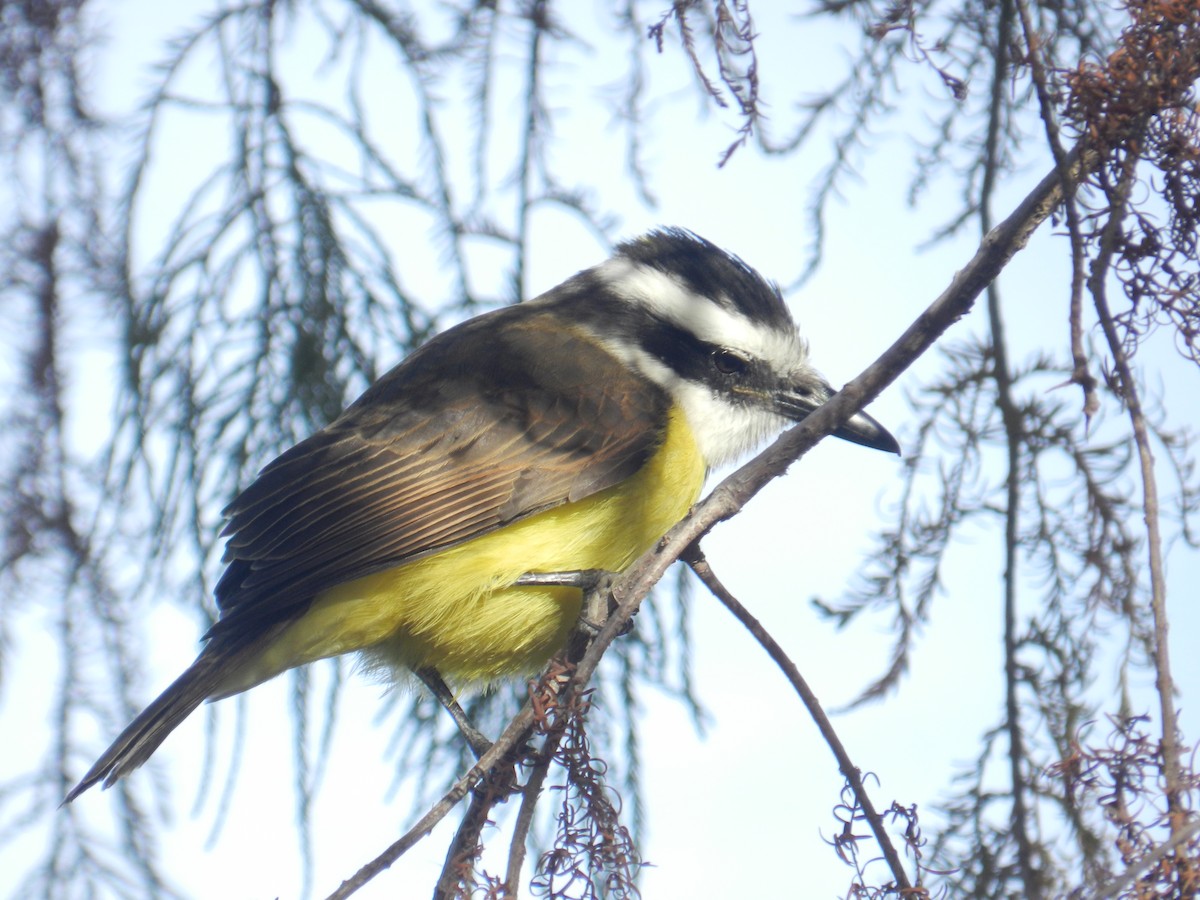 Great Kiskadee - ML621429173