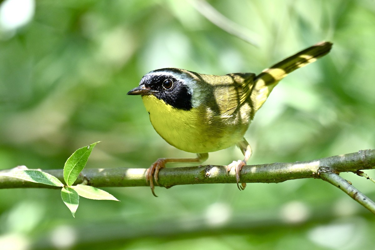 Common Yellowthroat - ML621429398