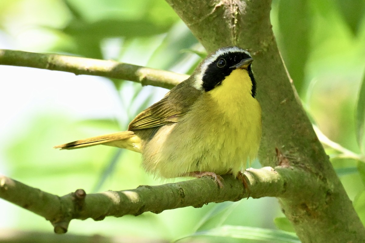 Common Yellowthroat - ML621429404