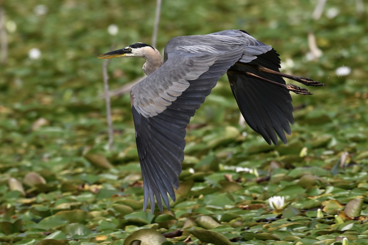 Great Blue Heron - ML621429413