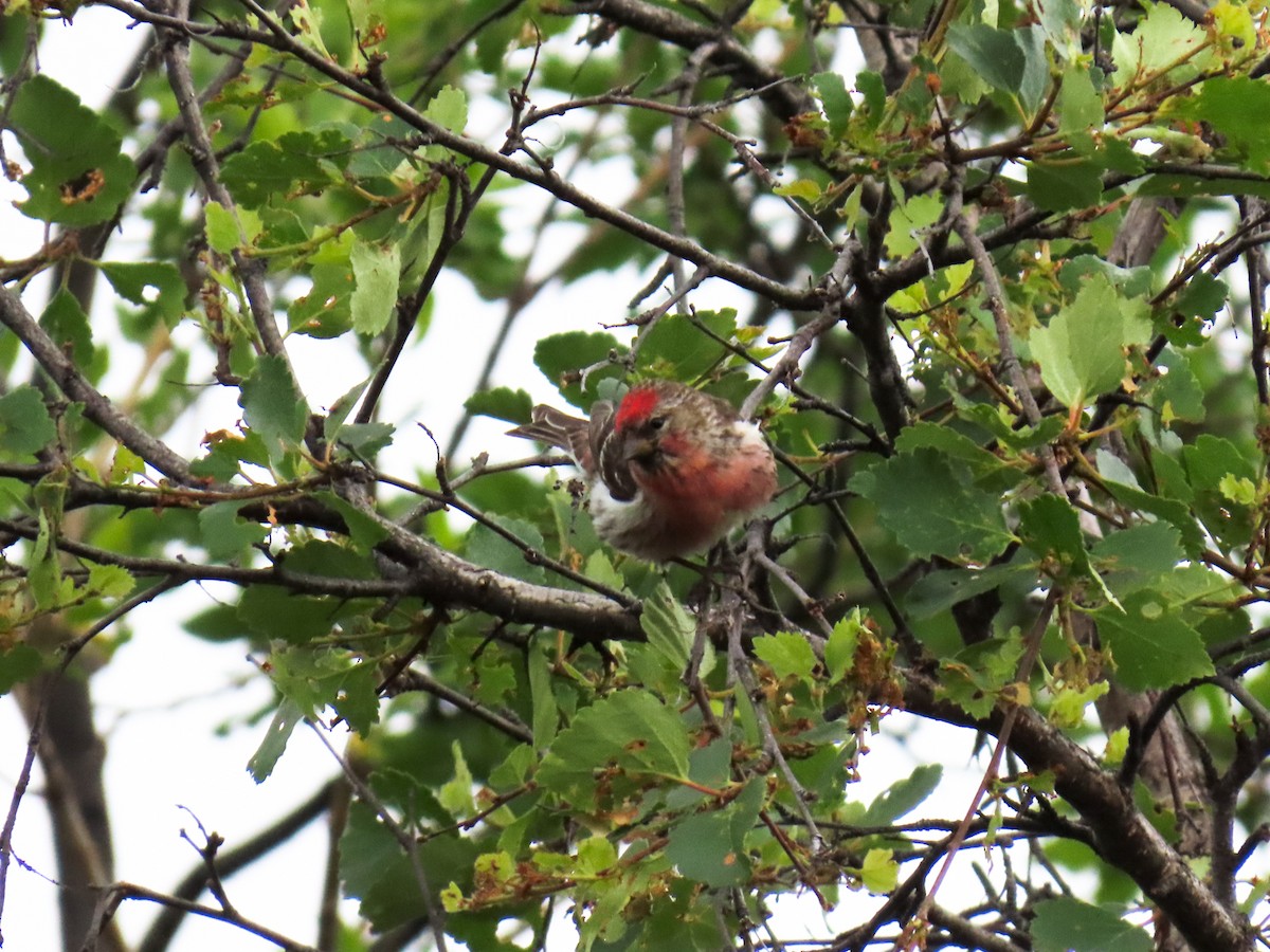 Common Redpoll - ML621429642