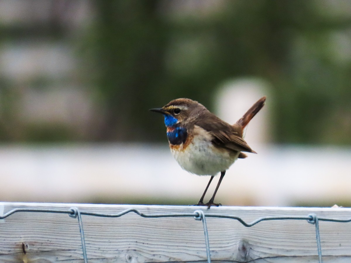 Bluethroat - ML621429660