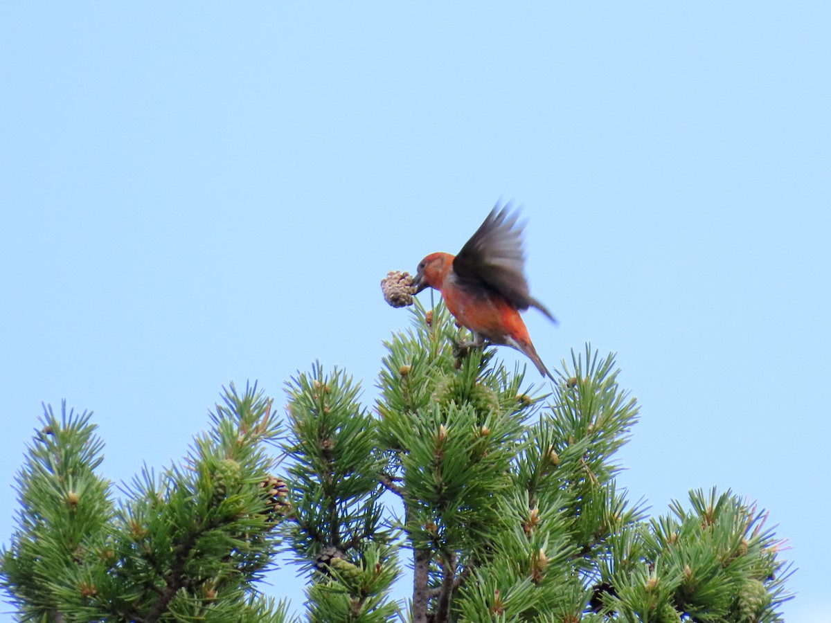 Red Crossbill - ML621429678