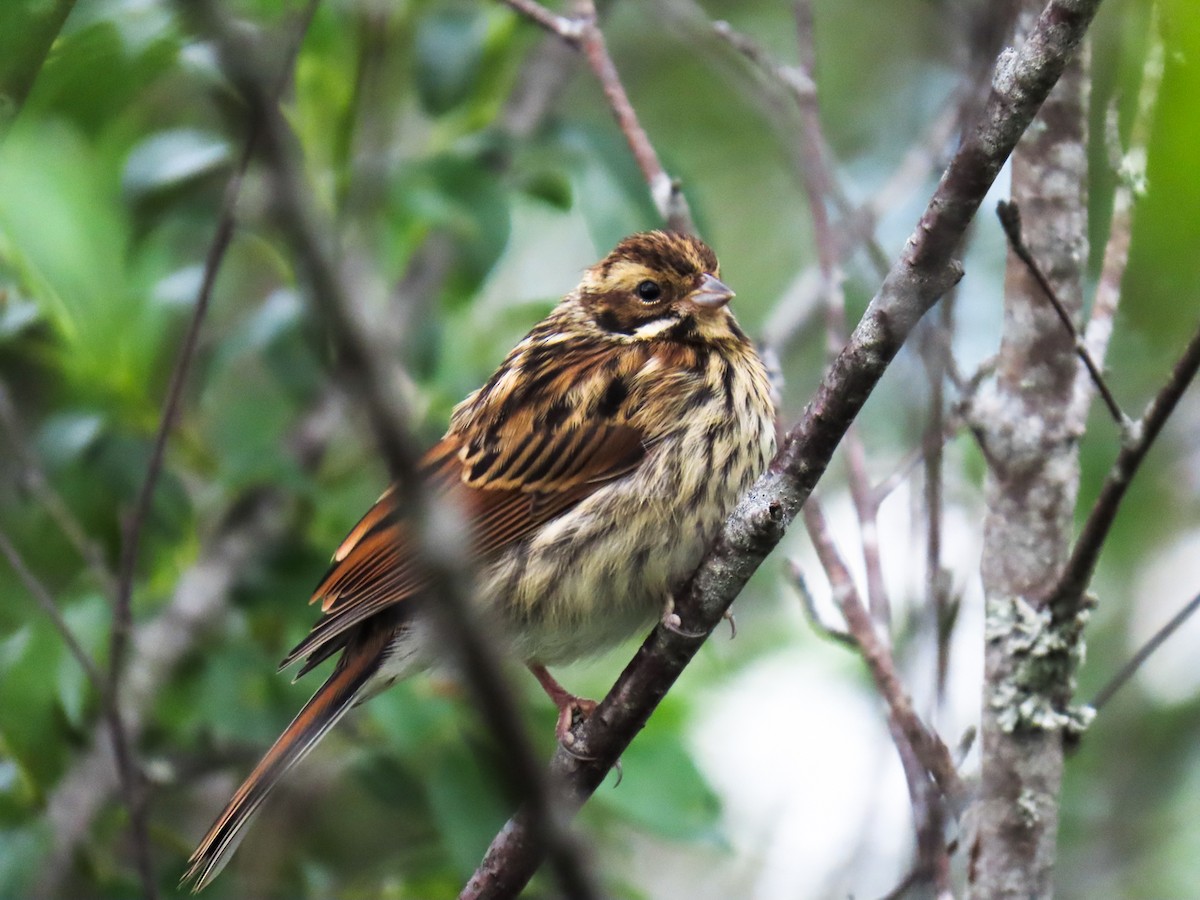 Reed Bunting - ML621429701