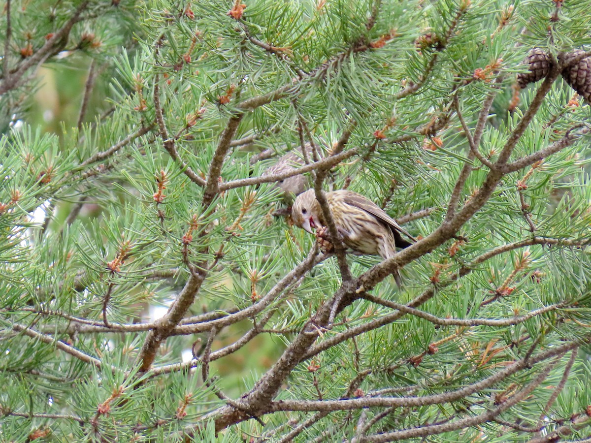 Parrot Crossbill - ML621429752