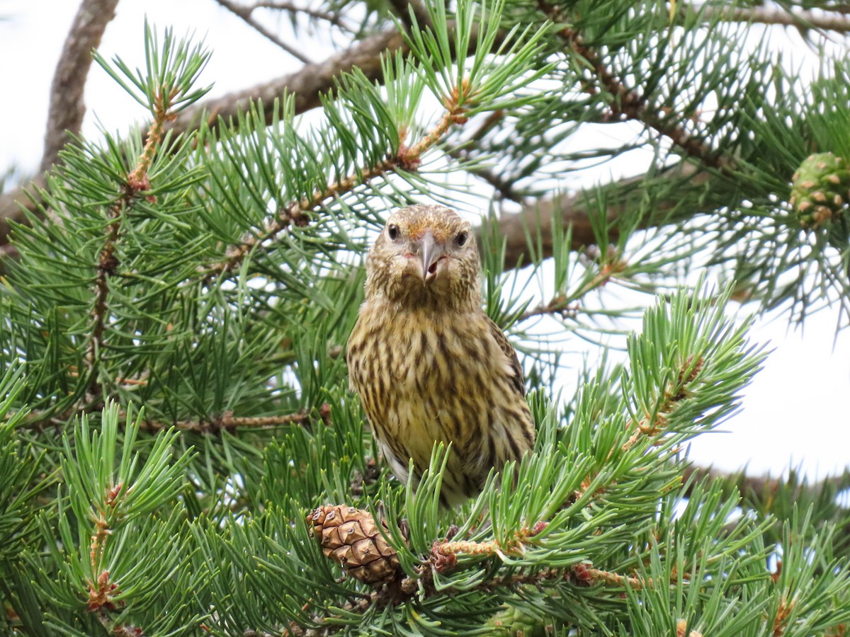 Parrot Crossbill - ML621429777