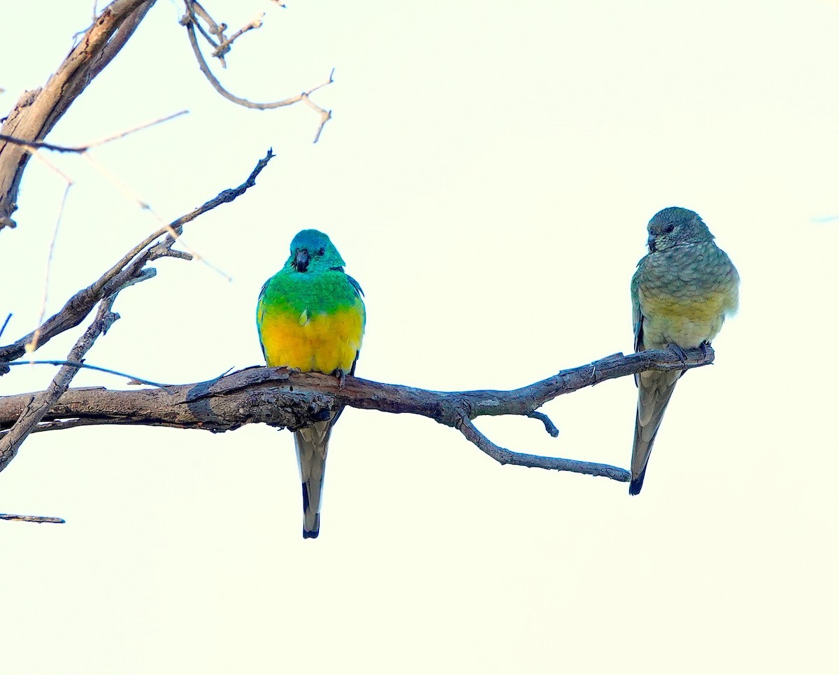 Red-rumped Parrot - ML621429829