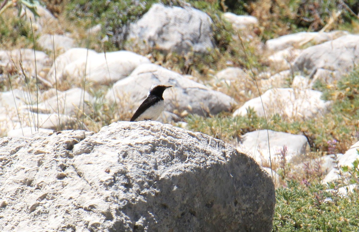 Finsch's Wheatear - ML621429852