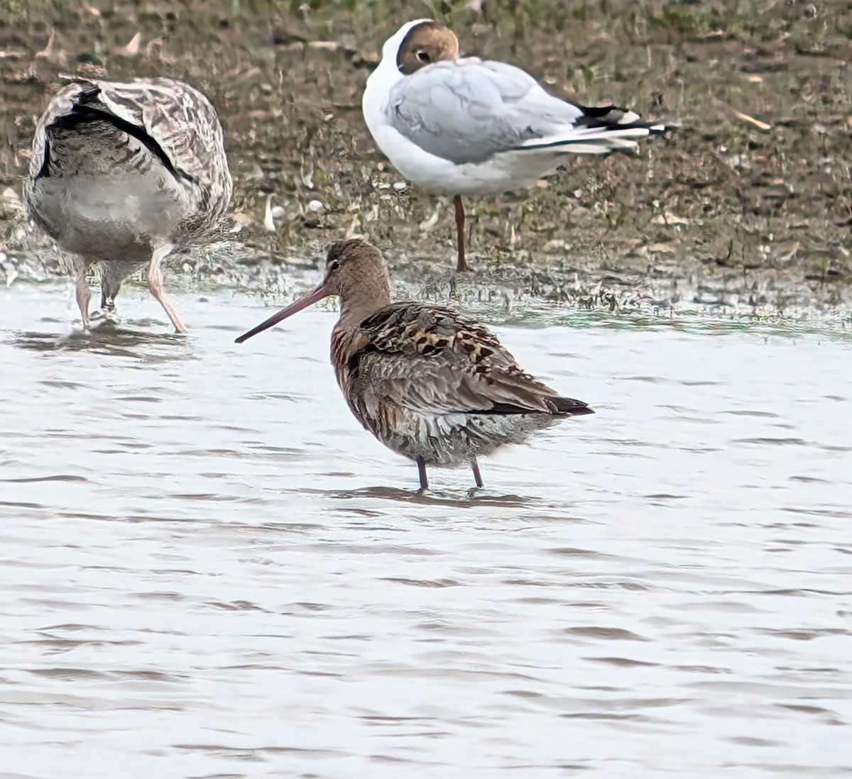 Black-tailed Godwit (islandica) - ML621429857