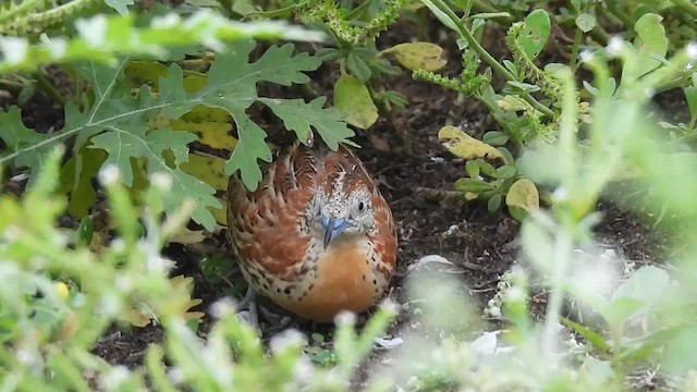 Small Buttonquail - ML621429924