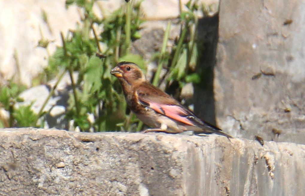 Crimson-winged Finch (Eurasian) - ML621429950