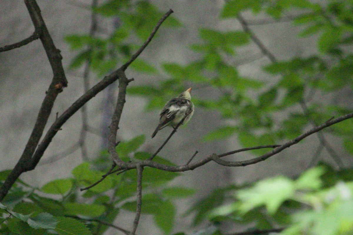 Olive-sided Flycatcher - ML621429953