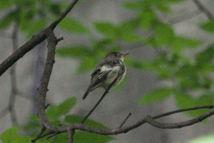 Olive-sided Flycatcher - ML621429954