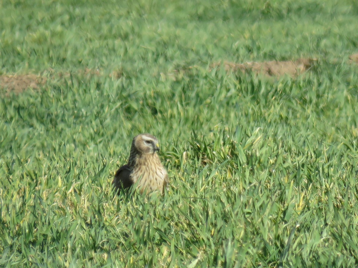 myrhauk - ML621429956