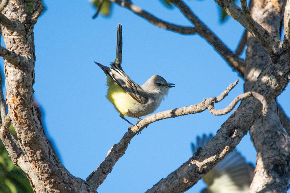 Chapada Flycatcher - ML621430033