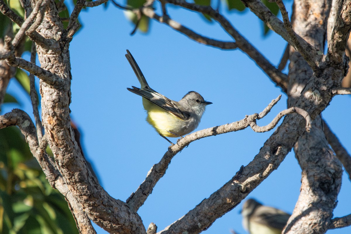 Chapada Flycatcher - FABRICIO GRIGOLIN