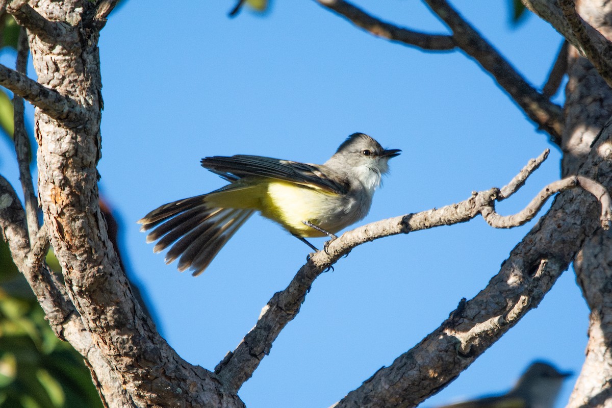 Chapada Flycatcher - ML621430035