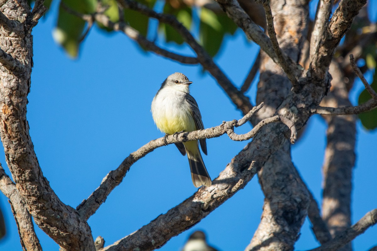 Chapada Flycatcher - ML621430036