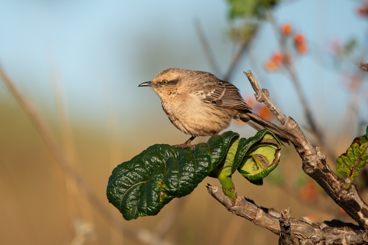 Chalk-browed Mockingbird - ML621430039