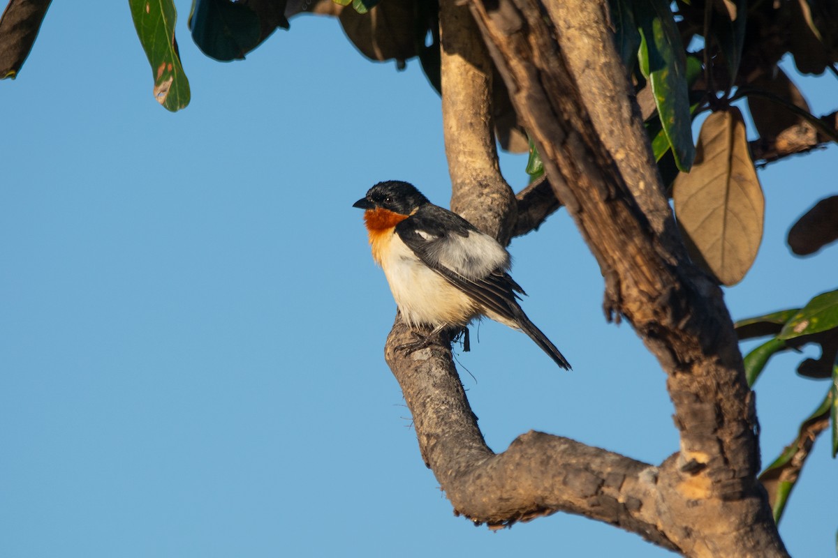 White-rumped Tanager - ML621430042
