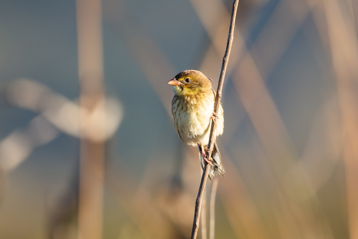 Black-masked Finch - ML621430049