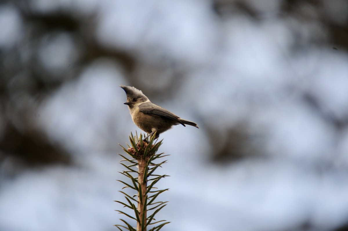 Gray-crested Tit - ML621430096