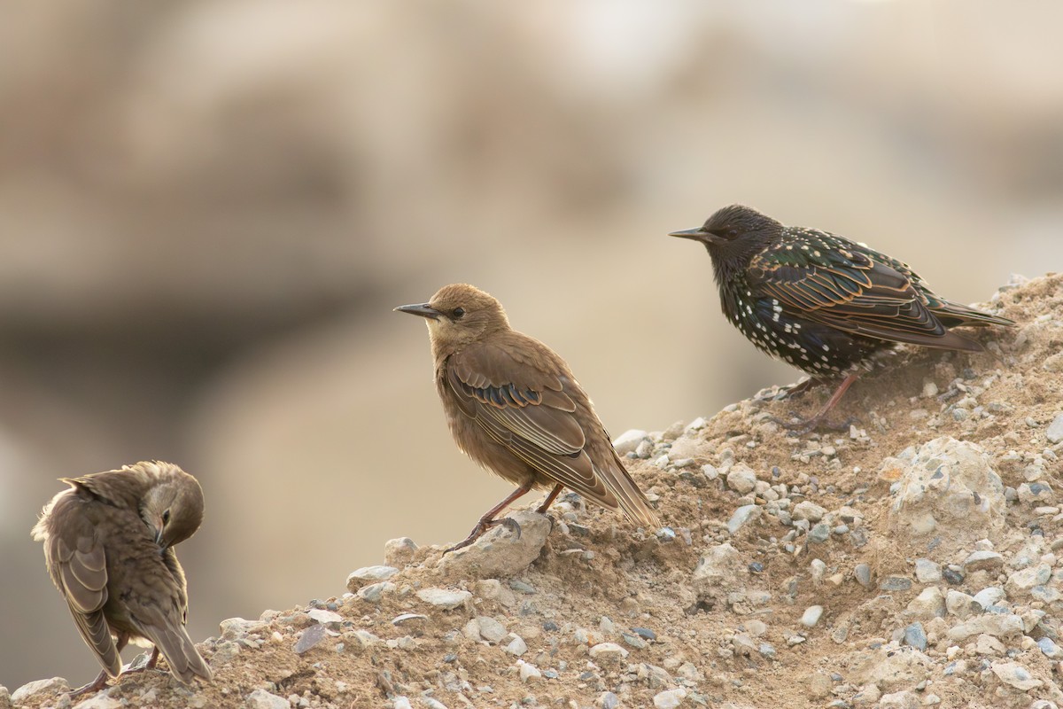 European Starling - Olaf Solbrig