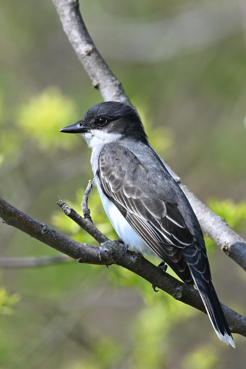 Eastern Kingbird - ML621430126