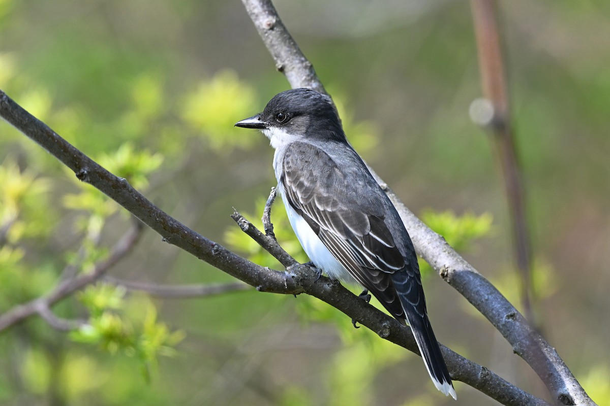 Eastern Kingbird - ML621430127