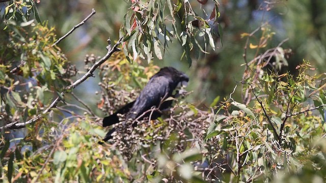 アカオクロオウム - ML621430155