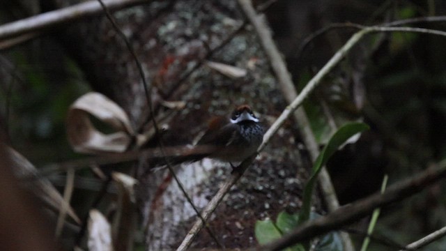 Australian Rufous Fantail - ML621430217