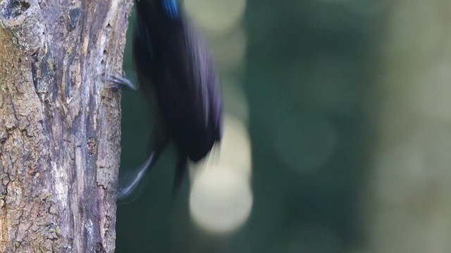 Victoria's Riflebird - ML621430222