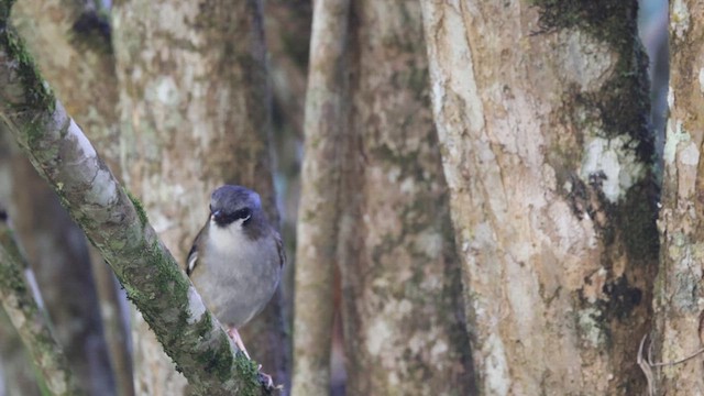 Gray-headed Robin - ML621430226