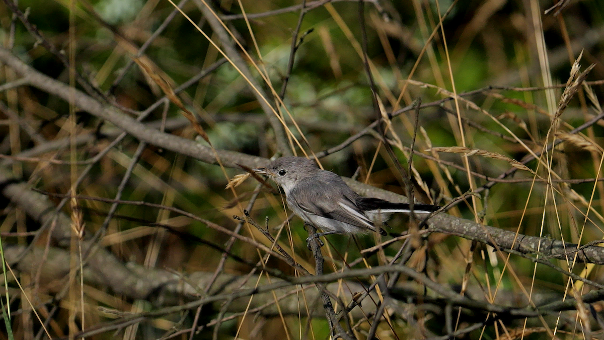 Blue-gray Gnatcatcher (caerulea) - ML621430262