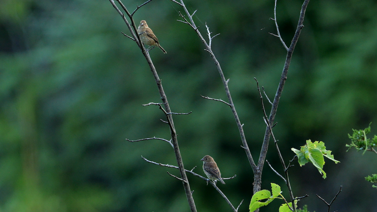 Indigo Bunting - Chris Chappell