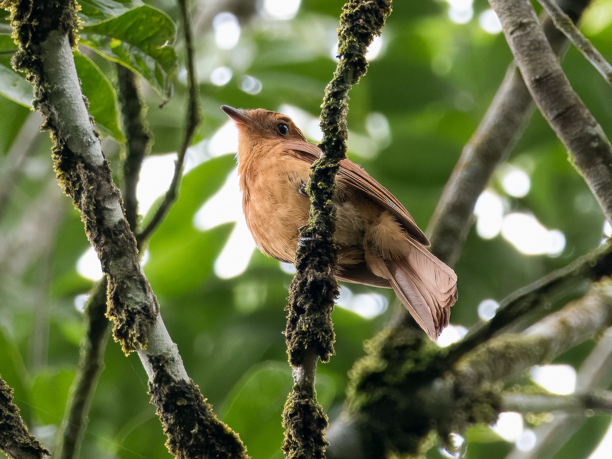 Rufous Mourner - Chris Fischer