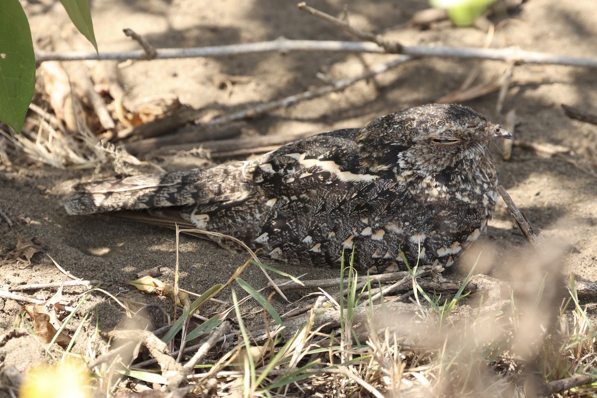 Savanna Nightjar - ML621430298