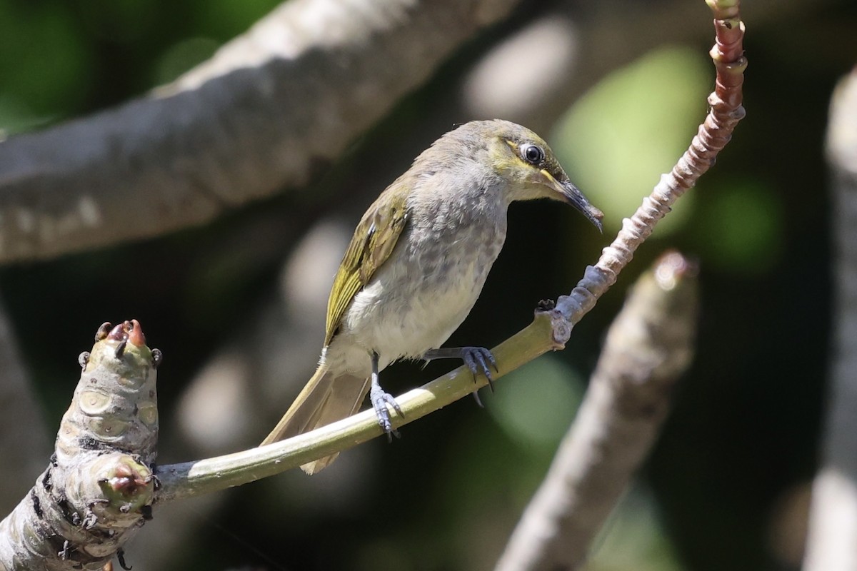 Brown Honeyeater - ML621430304