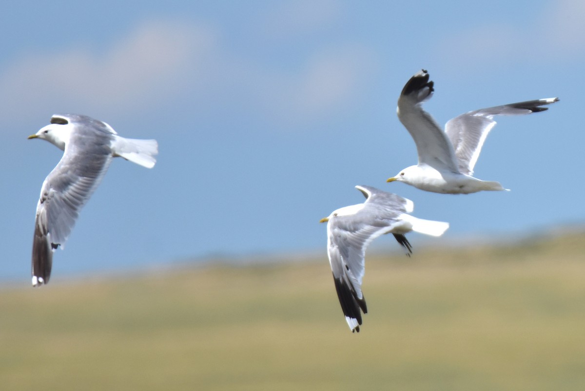 Common Gull (Russian) - ML621430362