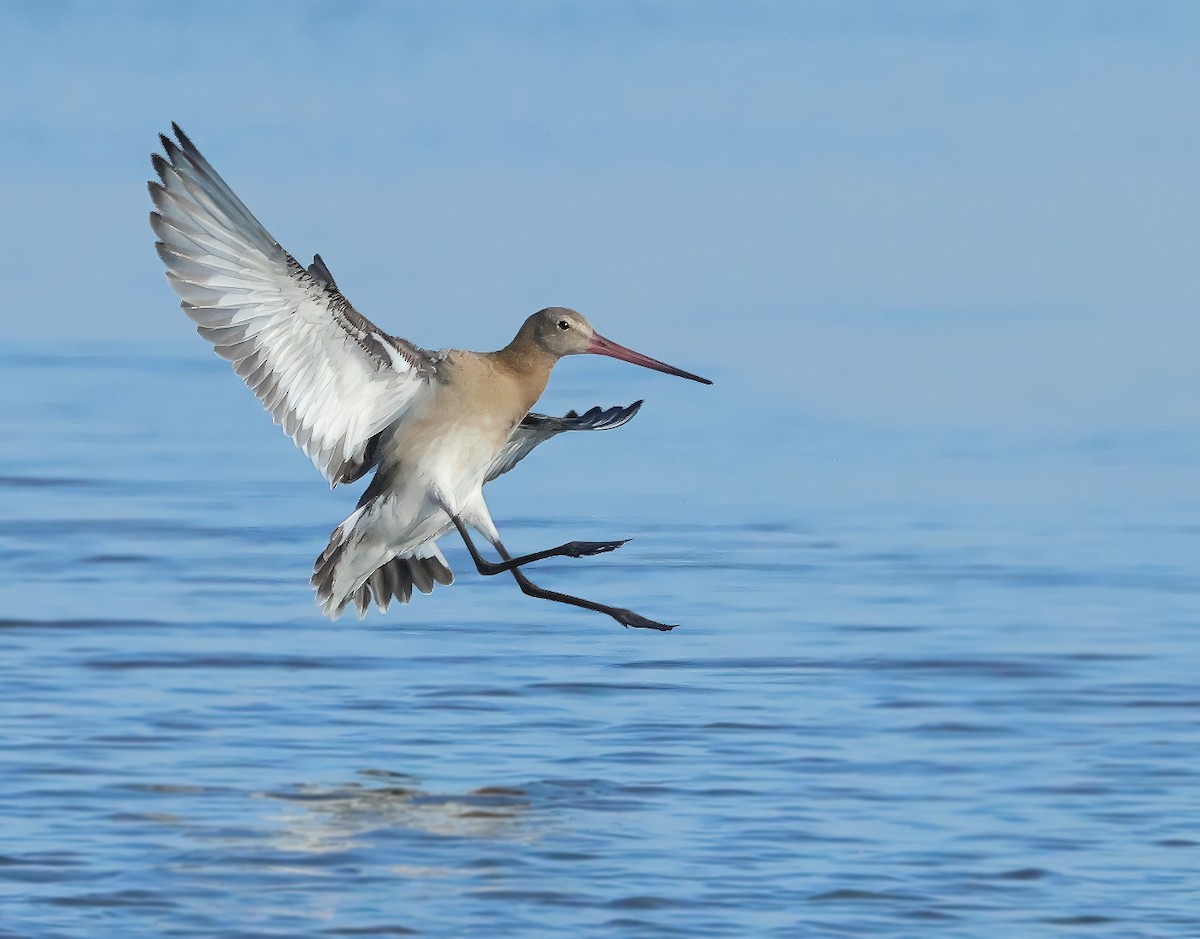 Black-tailed Godwit - ML621430385