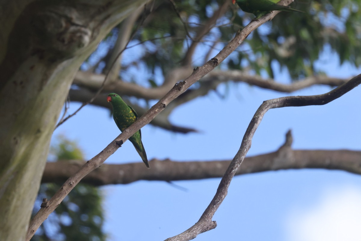 Scaly-breasted Lorikeet - ML621430462