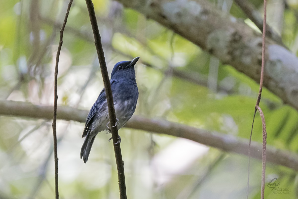 White-tailed Flycatcher - ML621430602