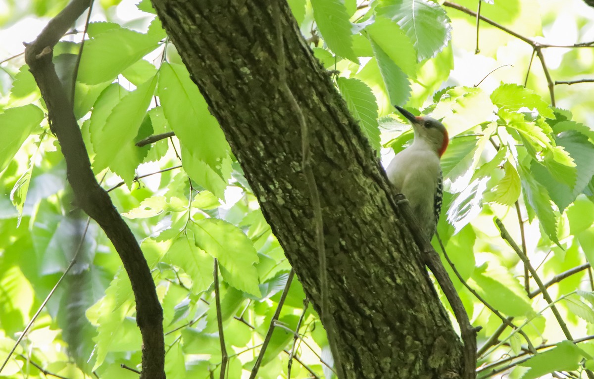 Red-bellied Woodpecker - ML621430763