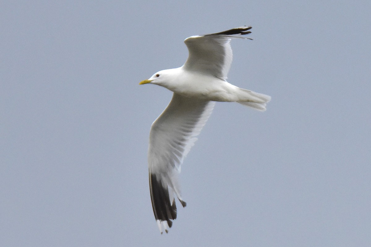 Common Gull (Russian) - ML621430767