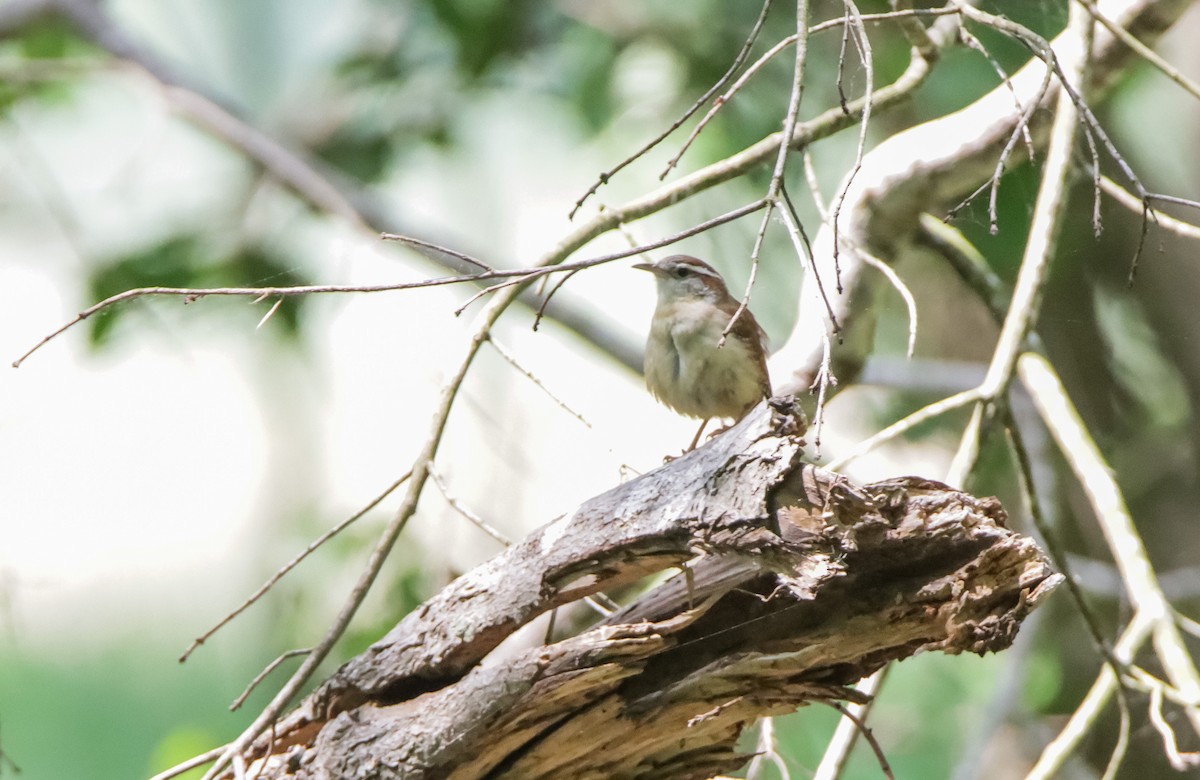 Carolina Wren - ML621430779