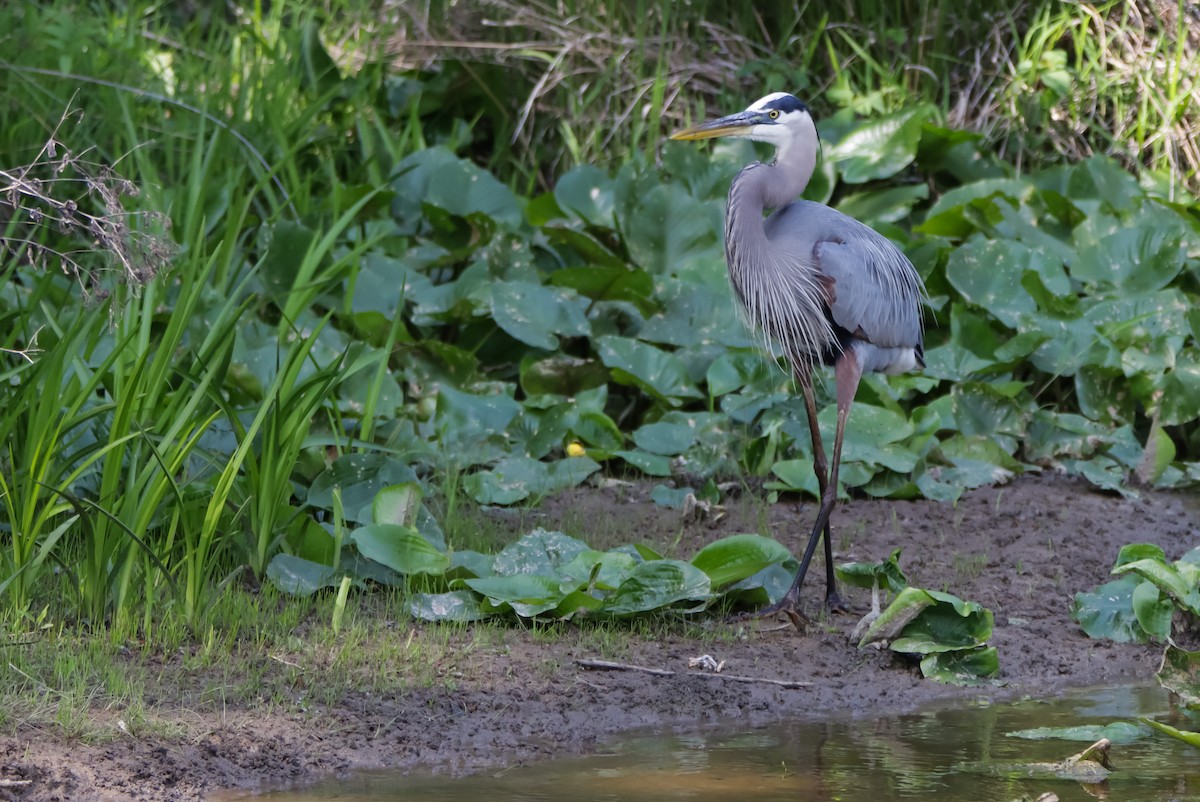 Great Blue Heron - ML621430810