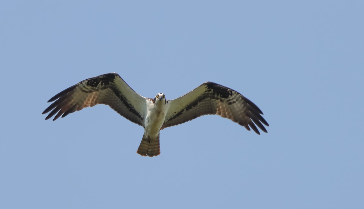 Osprey - ML621430812